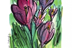 Crocus-seul