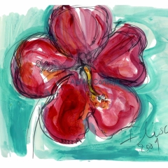 Ibiscus_galerie