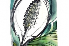Arum