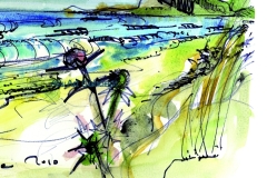Dune et chardon